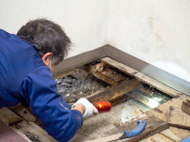 Best Crawl Space Mold Removal  in Point Pleasant, WV