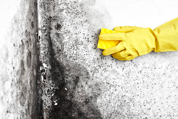 Best Toxic Mold Removal  in Point Pleasant, WV