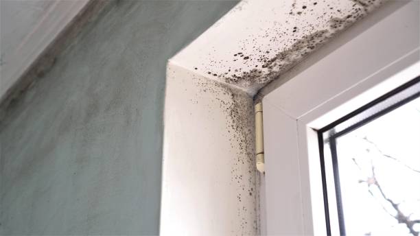 Best Fast Mold Removal  in Point Pleasant, WV