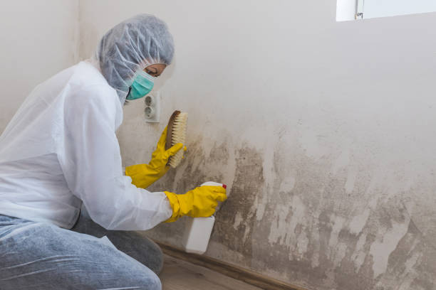 Professional Mold Removal in Point Pleasant, WV