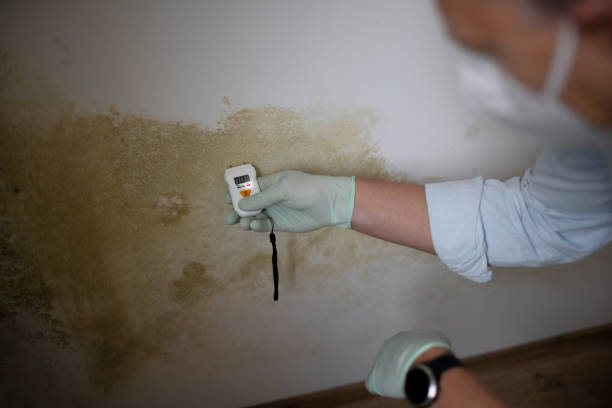 Best Affordable Mold Removal  in Point Pleasant, WV