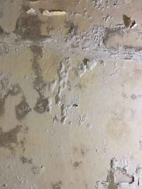 Best Mold Damage Repair  in Point Pleasant, WV