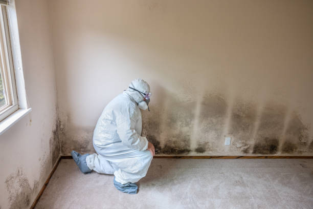 Best Mold Removal Specialists  in Point Pleasant, WV
