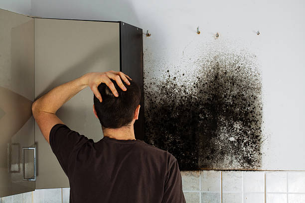 Best Mold Damage Repair  in Point Pleasant, WV