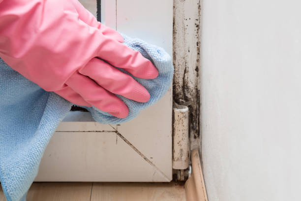 Best Mold Removal Company Near Me  in Point Pleasant, WV